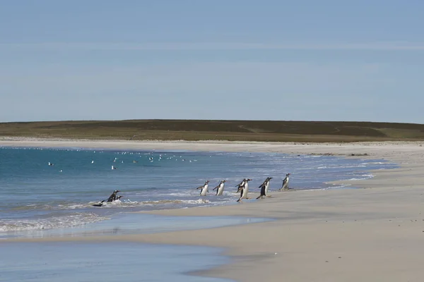 Gentoo Penguins Pygoscelis Papua Emerging Sea Large Sandy Beach Bleaker — Stock Photo, Image