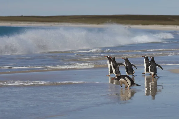 巴布亚企鹅 Pygoscelis 巴布亚 在福克兰群岛的 Bleaker 岛上一个大的沙质海滩上 — 图库照片
