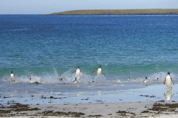 巴布亚企鹅 Pygoscelis 巴布亚 新兴从海 落在福克兰群岛的 Bleaker 岛上的大沙滩 — 图库照片