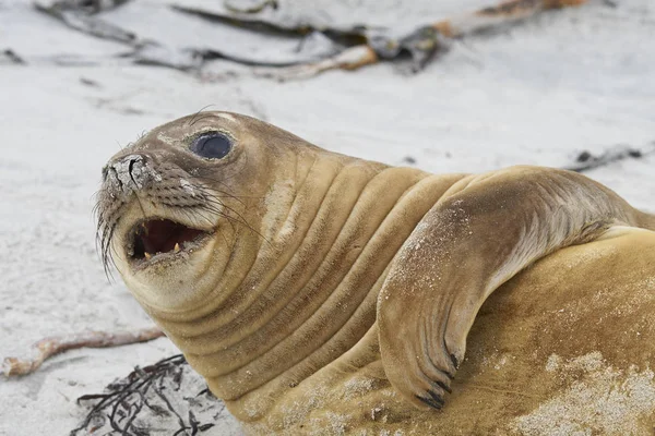 Kobiece Południowy Słoń Pieczętują Mirounga Leonina Sezonie Lęgowym Sealion Wyspy — Zdjęcie stockowe