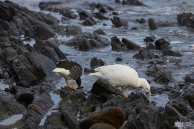Bitki örtüsü Falkland adalarındaki coast karkas adada rock havuzlarda beslenirler çifti Kelp kaz (Chloephaga boş malvinarum).