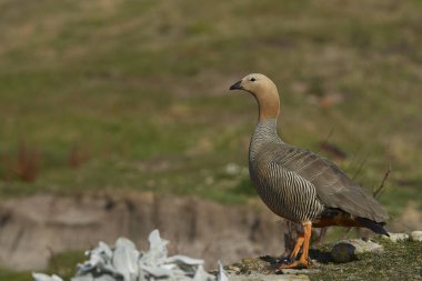 Kırmızı başlı kaz (Chloephaga rubidiceps) karkas Adası Falkland Adaları'nda