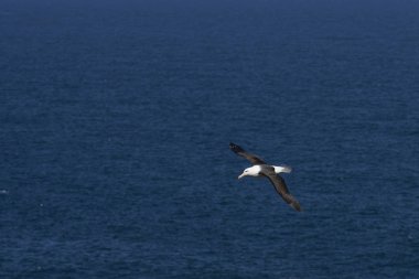 Uçuş boyunca uçuruma West Point Island Falkland Adaları'nda Kara kaşlı Albatros (Thalassarche melanophrys).