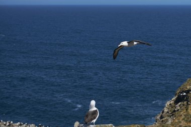 Uçuş boyunca uçuruma West Point Island Falkland Adaları'nda Kara kaşlı Albatros (Thalassarche melanophrys).