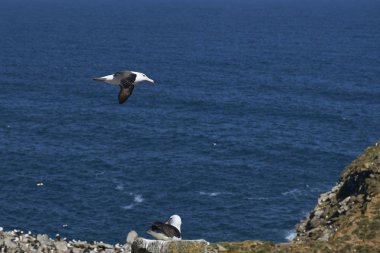 Uçuş boyunca uçuruma West Point Island Falkland Adaları'nda Kara kaşlı Albatros (Thalassarche melanophrys).