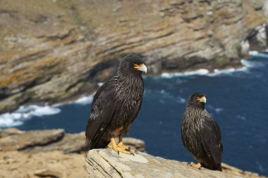 Çift çizgili bir kayalık uçurum Falkland Adaları West Point adada ayakta Caracara (Phalcoboenus australis).