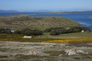 Çiçekli gorse çalılar Falkland Adaları West Point adada peyzaj nokta