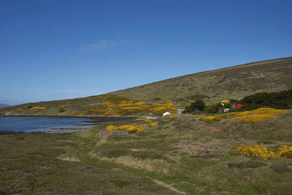 Bedrijfsgebouwen Karkas Eiland Nederzetting Falkland Eilanden — Stockfoto