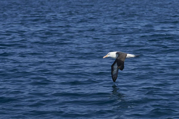 Albatros Cejas Negras Thalassarche Melanophrys Vuelo Bajo Través Del Mar — Foto de Stock