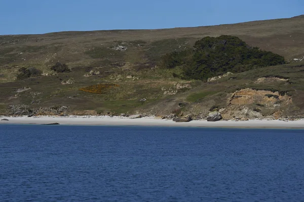 Dziewiczy Białe Piaszczystej Plaży Wyspie West Point Wyspach Falklandzkich — Zdjęcie stockowe