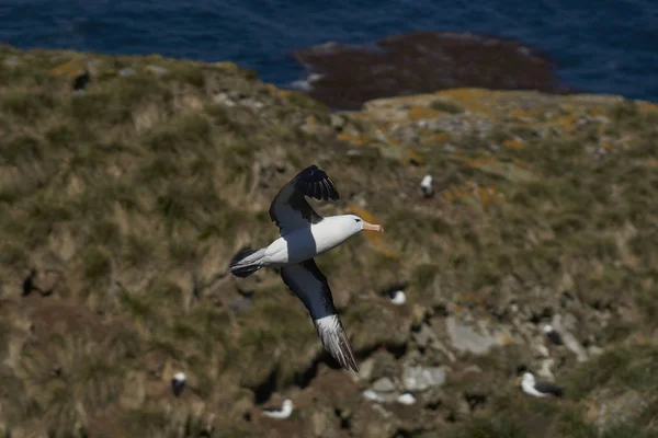 Zwart Browed Albatross Thalassarche Melanophrys Tijdens Vlucht Overvolle Kliffen Van — Stockfoto