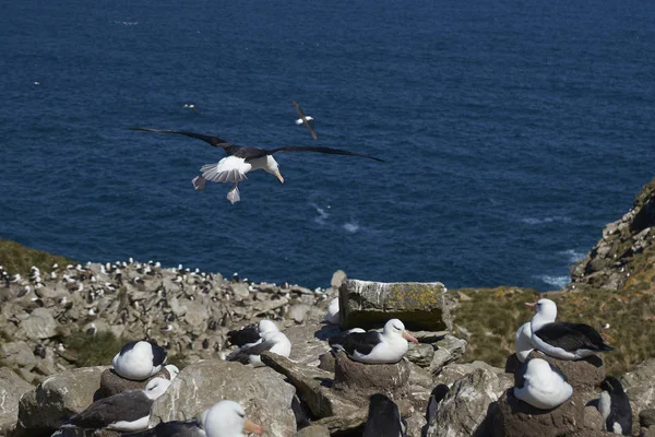 Albatros Cejas Negras Thalassarche Melanophrys Vuelo Largo Los Acantilados West —  Fotos de Stock
