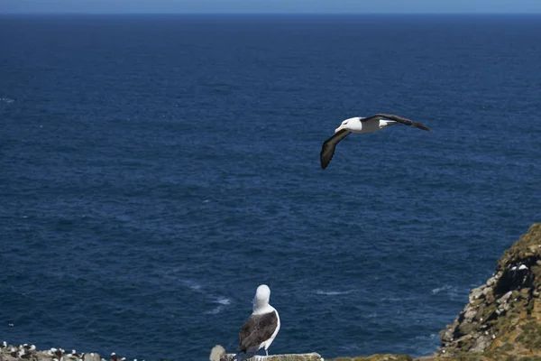 Black Browed Albatross Thalassarche Melanophrys Locie Wzdłuż Klifów Wyspie West — Zdjęcie stockowe