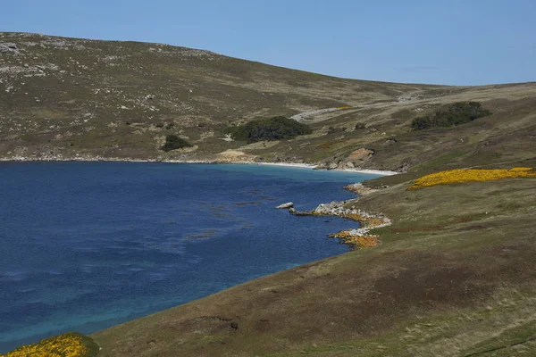 戈尔斯的开花灌木点缀在福克兰群岛西角岛上的景观 — 图库照片