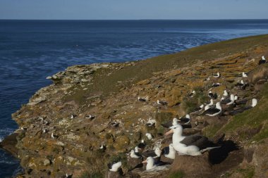 Uçurumun üzerinde bir yuva Saunders adanın Falkland Adaları'nda oturan siyah kaşlı Albatros (Thalassarche melanophrys).