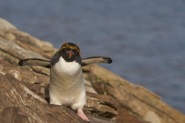 Macaroni Penguin (Eudyptes chrysolophus) on a cliff leading to the sea on Saunders Island on the Falkland Islands. clipart