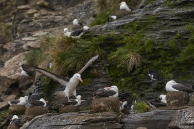 Kara kaşlı Albatros (Thalassarche melanophrys) uçuruma Falkland Adaları'nda Saunders adasının arazi için geliyor.