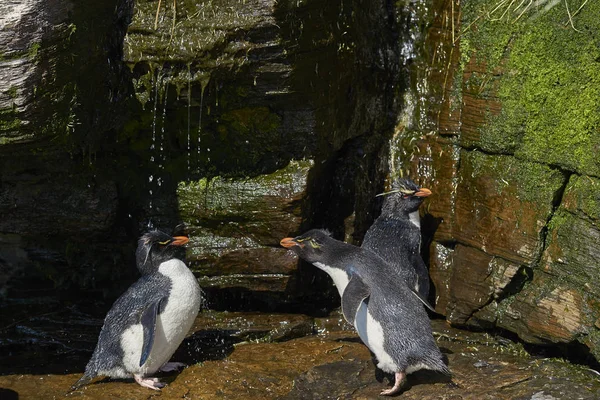 フォークランド諸島のサンダース島の崖の上の滝の下でシャワーを有するイワトビ ペンギン Eudyptes Chrysocome — ストック写真