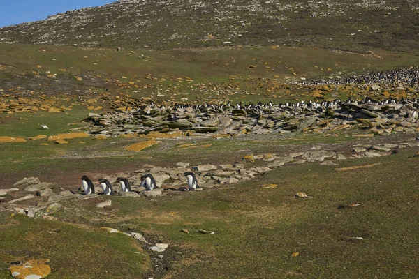 Pingüinos Rockhopper Eudyptes Chrysocome Caminando Través Una Ladera Cubierta Hierba —  Fotos de Stock