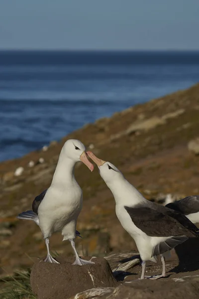 Pareja Albatros Cejas Negras Thalassarche Melanophrys Cortejando Costa Saunders Island —  Fotos de Stock