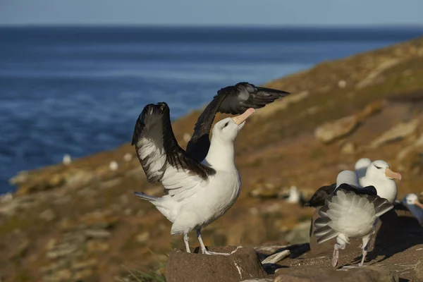 Albatros Cejas Negras Thalassarche Melanophrys Estirando Sus Alas Los Acantilados —  Fotos de Stock