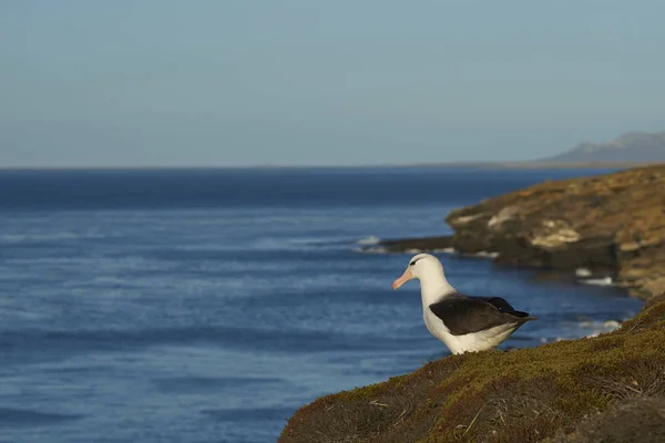 Svartbrynad Albatross Thalassarche Melanophrys Stående Klipporna Saunders Island Falklandsöarna — Stockfoto