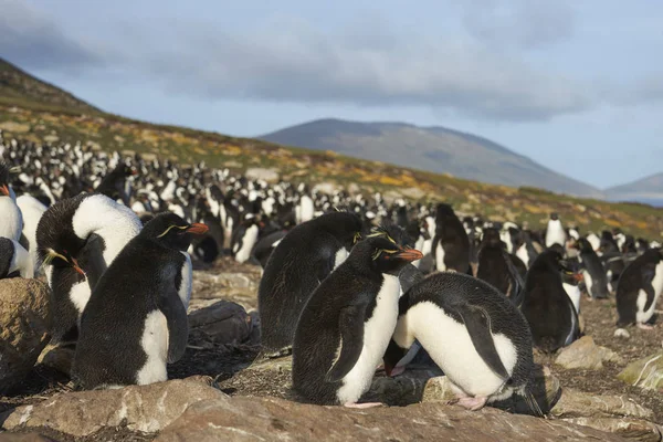 Kolonie Rockhopper Penguins Eudyptes Chrysocome Een Grasvlakte Buurt Van Kliffen — Stockfoto