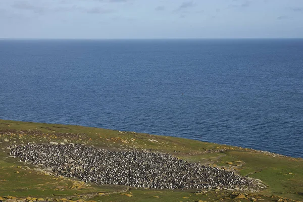 Колония Пингвинов Рокхоппер Eudyptes Chrysocome Травянистой Равнине Недалеко Скал Ведущих — стоковое фото