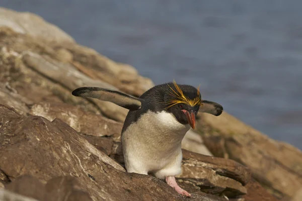 แมคคารอน เพนกว Eudyptes Chrysolophus บนหน าผาท าไปส ทะเลบนเกาะ Saunders บนเกาะฟอล — ภาพถ่ายสต็อก