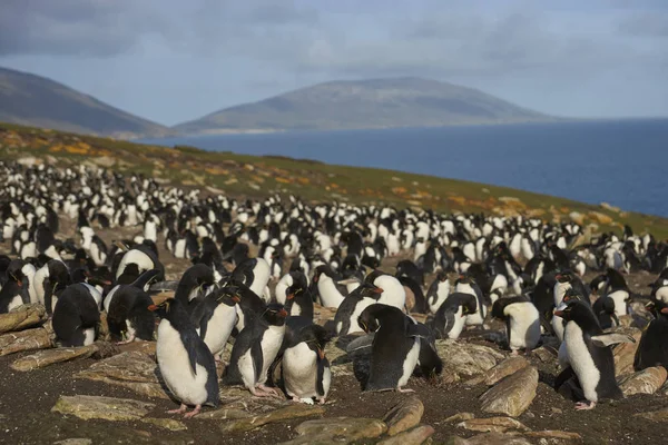 Kolonie Rockhopper Penguins Eudyptes Chrysocome Een Grasvlakte Buurt Van Kliffen — Stockfoto