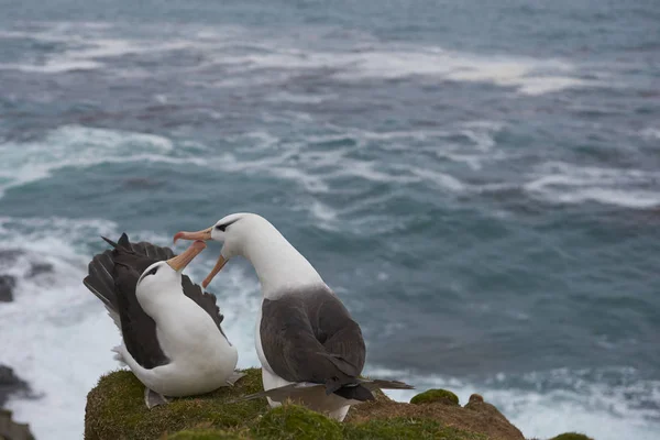 Pareja Albatros Cejas Negras Thalassarche Melanophrys Cortejando Costa Saunders Island —  Fotos de Stock