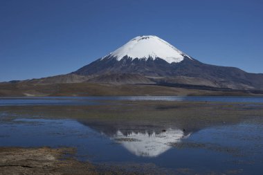Lake Chungara Dağları kuzey Şili'nda üzerinde yansıması Parinacota volkan, 6,324 m yüksekliğinde, kar şapkalı.