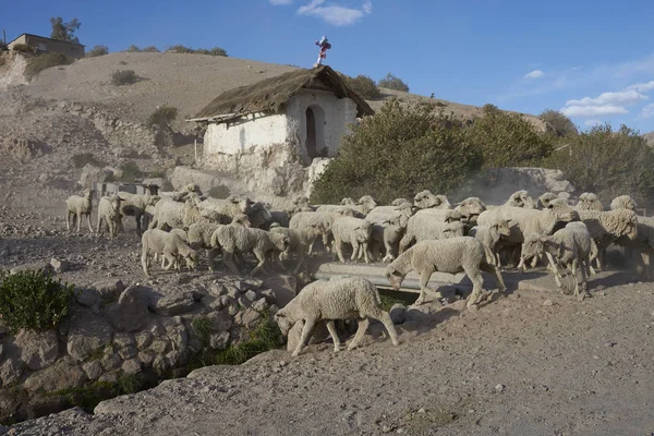 Flock Sheep Crossing Bridge Stream Small Town Putre Northern Chile — Stock Photo, Image