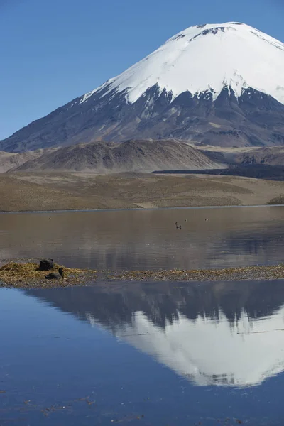 Sněhu Limitován Vulkán Parinacota 324 Vysoké Odráží Jezero Chungara Altiplano — Stock fotografie