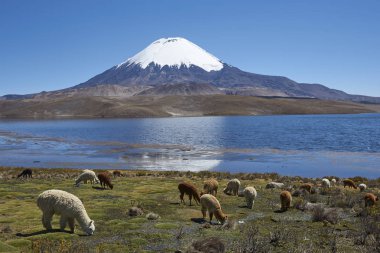 Alpaka'nın Gölü kıyısındaki Chungara temelini Parinacota volkan, 6,324 m yüksek Dağları kuzey Şili'nda ' üzerinde otlatma.