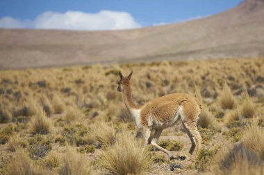 Altiplano Lauca Milli Parkı'nda, kuzey Şili üzerinde vicuna (Vicugna vicugna)