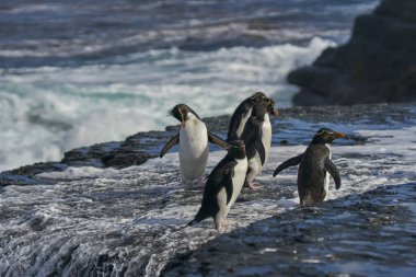 Rockhopper Penguins (Eudyptes chrysocome) on the cliffs of Bleaker Island in the Falkland Islands clipart