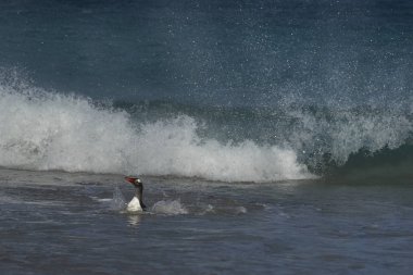 Gentoo karaya Bleaker Adası Falkland Adaları'nda büyük bir kum plajındaki geliyor penguen (Pygoscelis papua).