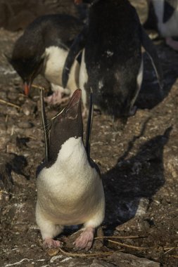 Rockhopper penguen piliç (Eudyptes chrysocome), palet Falkland adalarındaki coast Bleaker adada uzanır.