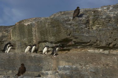 Rockhopper Penguenler (Eudyptes chrysocome) için bir çizgili Caracara (Phalcoboenus australis) uçuruma Falkland Adaları'nda Bleaker adasının üzerinde geçmiş deniz baş