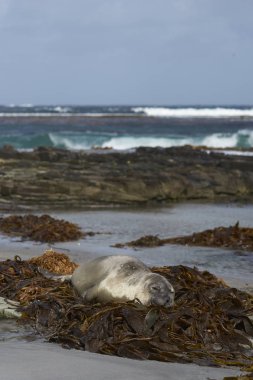 Güney Sealion Adası Falkland Adaları'nda bir plajda varek yığını üstünde uyumak deniz fili (Mirounga leonina).