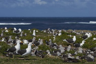 Sealion Adası Falkland Adaları'nda bir otsu çayır üzerinde yunus martılar iç içe geçirme koloni Kelp martı (Larus dominicanus) yetiştiriciliği.