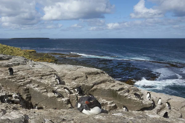 Рокхоппер Пингвины Eudyptes Chrysocome Скалах Острова Бликер Фолклендских Островах — стоковое фото