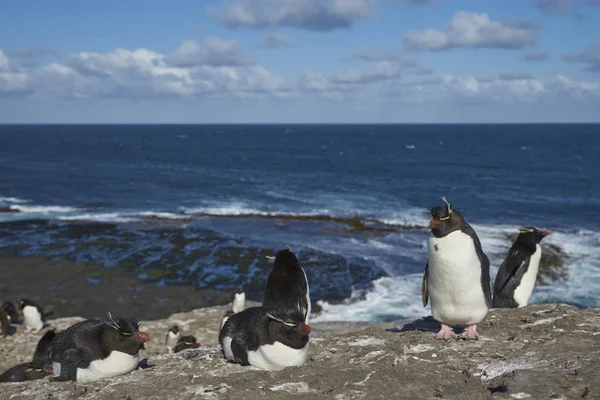 Pinguins Rockhopper Eudyptes Chrysocome Nas Falésias Ilha Bleaker Nas Ilhas — Fotografia de Stock