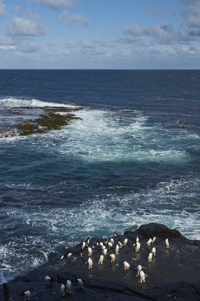 Rockhopper Πιγκουίνοι Eudyptes Chrysocome Στα Βράχια Του Νησιού Bleaker Στις — Φωτογραφία Αρχείου
