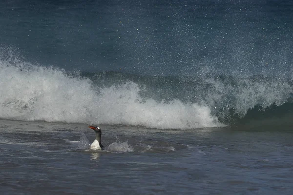 Pingwin Białobrewy Pygoscelis Papua Jadąc Lądzie Dużej Piaszczystej Plaży Wyspie — Zdjęcie stockowe