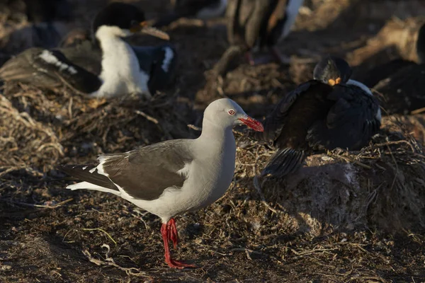 Γλάροι Δελφινιών Leucophaeus Scoresbii Σαρώσεως Γύρω Από Την Άκρη Του — Φωτογραφία Αρχείου