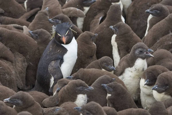 Взрослый Пингвин Рокхоппер Eudyptes Chrysocome Стоит Среди Большой Группы Почти — стоковое фото