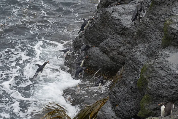 跳蚤企鹅 Eudyptes Chrysocome 上岸后停在福克兰群岛布里克岛的岩石悬崖上 — 图库照片
