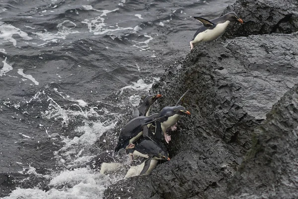 Πιγκουίνοι Rockhopper Eudyptes Chrysocome Αποβιβάζονται Στους Βραχώδεις Βράχους Του Νησιού — Φωτογραφία Αρχείου